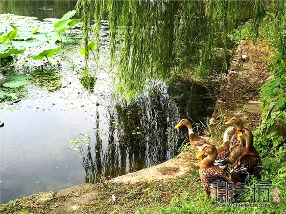 芜湖六郎镇北陶村